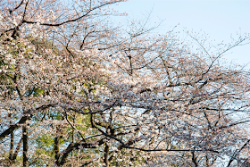 上野公園の桜1
