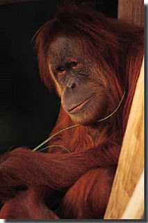 orangutans pictures