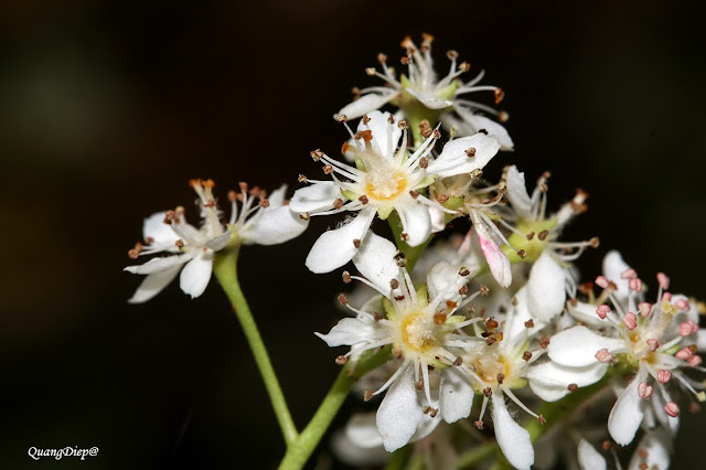 Photinia prunifolia