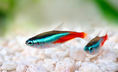 IKAN HIAS Neon Tetra