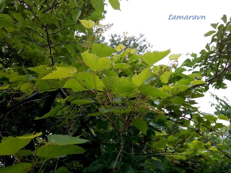 Виноград амурский (Vitis amurensis)