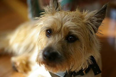 Cairn Terrier Dog Picture