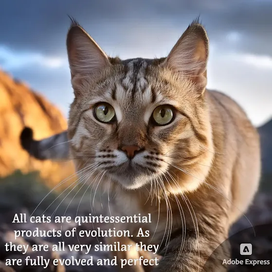 Cats are perfect in one way and cannot be improved
