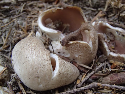 Babia Góra, grzyby na Orawie, grzyby Babiej Góry, koronica ozdobna Sarcosphaera coronaria