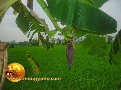 Cara mengetahui jantung pisang yang bisa dikonsumsi. Foto jepretan admin di sawah admin.