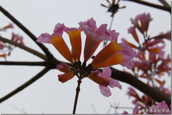 2013台南新營百花祭