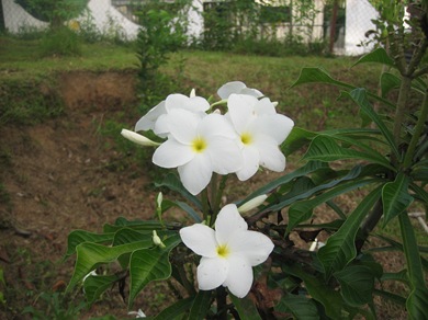 Pictures 334