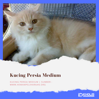 Jenis Kucing Persia Medium