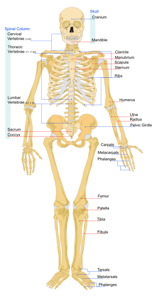 human anatomy skeleton. human body.