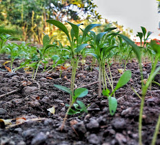 nature farming