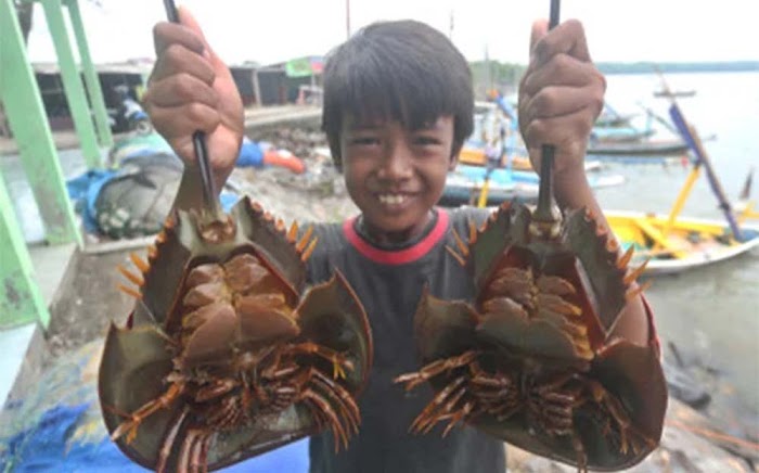 Satwa Langka Ini Mendadak Muncul Banyak di Pesisir Surabaya, BBKSDA Jatim Bilang Begini