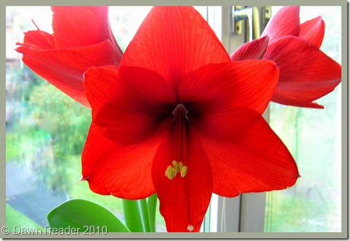 2010 08 Home, amaryllis 3