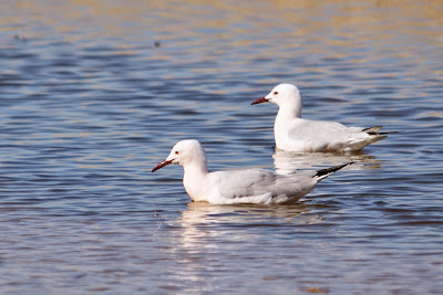 - Dunbekmeeuw - Chroicocephalus genei