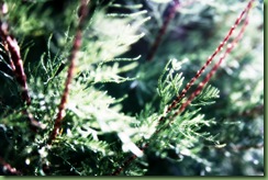 IMG_0941A