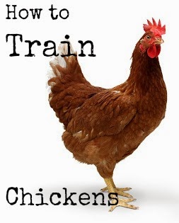 http://proverbsthirtyonewoman.blogspot.com/2012/07/how-to-train-chickens-and-get-them-to.html#.WkVu1nlG0dh