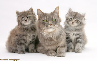 Maine Coon Kittens Pictures