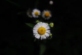 Image result for john piippo daisies