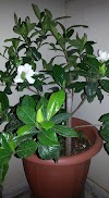 رعاية نبات الكاردينيا Gardenia    