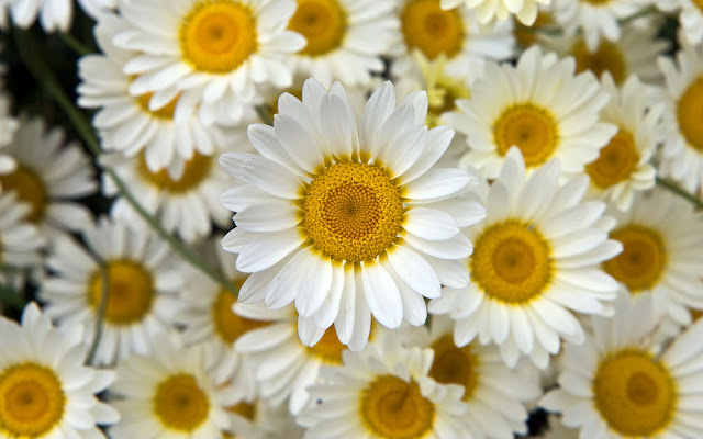 White Flowers