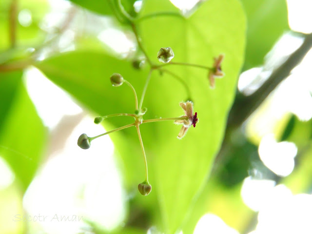 Tylophora aristolochioides