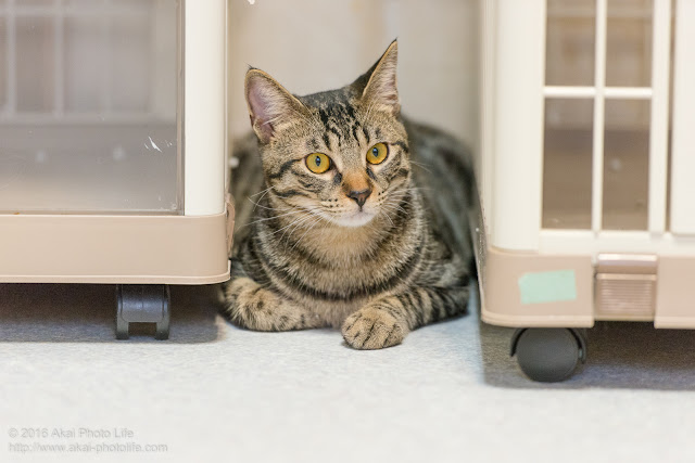 猫カフェ西国分寺シェルターにいたケージの間に隠れ周りの様子を伺っているキジトラの写真 ３枚目