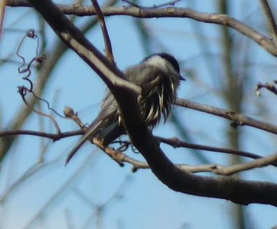 messy chickadee