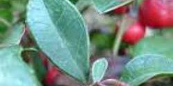 Volatile Oil Of Gaultheria Procumbens