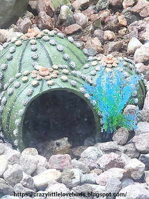 Toad looking out of cactus toad home