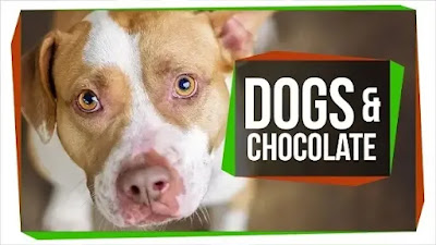 Why Can't Dogs Eat Chocolate