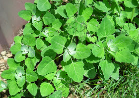 Chenopodium album, Amaranthaceae