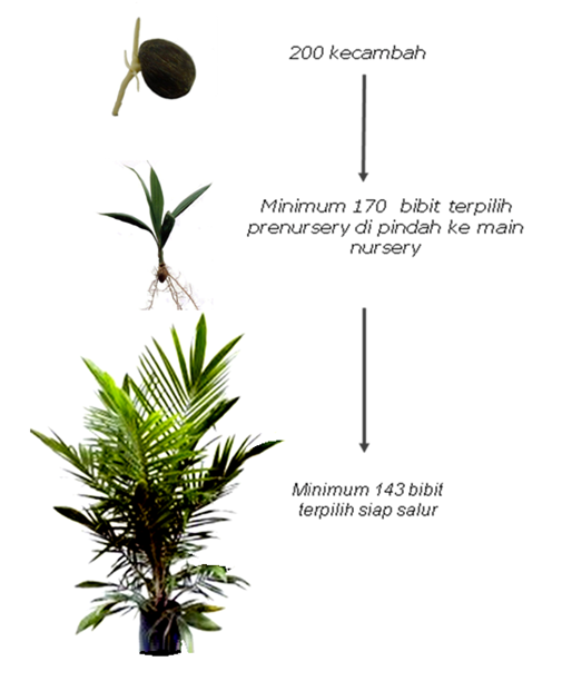 20+ Standar Pertumbuhan Bibit Kelapa Sawit Ppks , Ide Terkini!