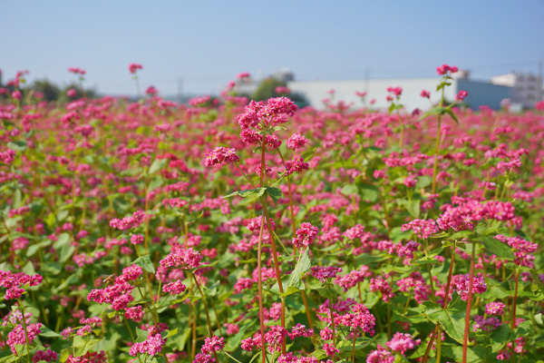 台中大雅紅色蕎麥花田好夢幻，粉紅色蕎麥花海免飛到日本就可欣賞