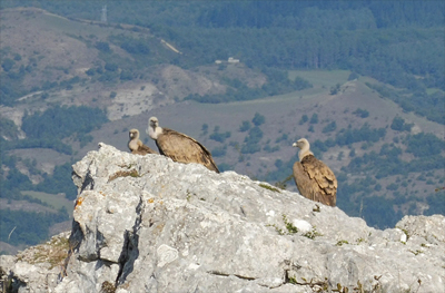 Buitres en los roquedos de Baio