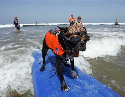 Dogs at a dog-surfing competition