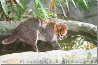 Flat headed Cats