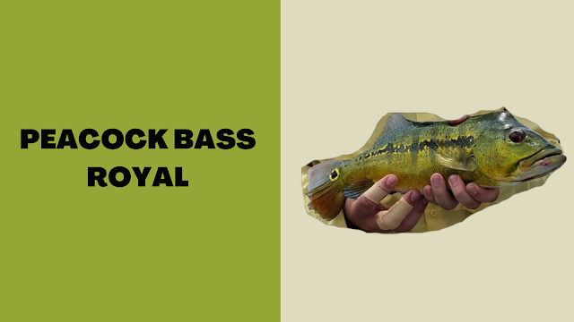 Peacock Bass Royal
