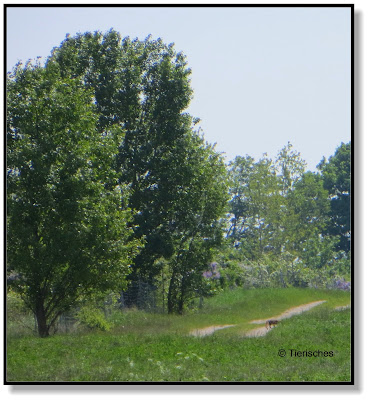 Fuchs unterwegs