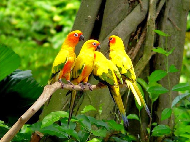 Beautiful Parrots Wallpapers