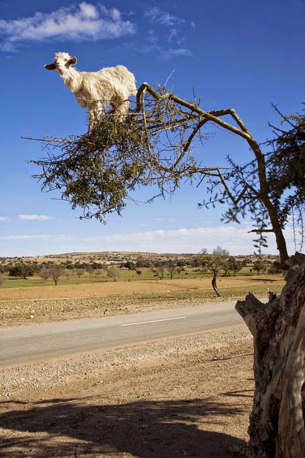 They climb the Argan trees in search of food. - Imagine Driving Down The Road And Seeing THIS In The Trees. Seriously, This Is Crazy.