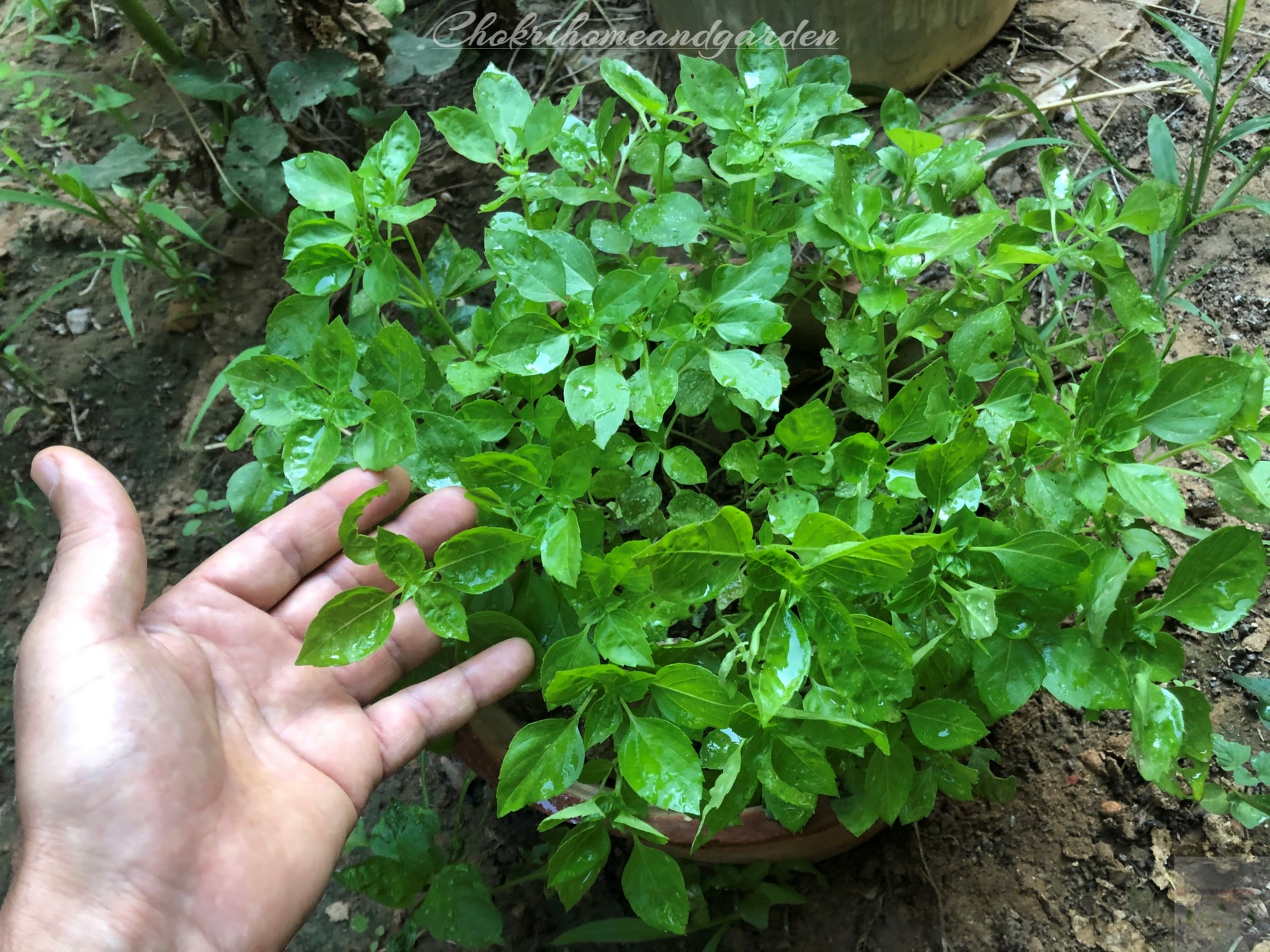 Basil is easy to grow in herb and vegetable gardens with its fragrant leaves that add flavor to a lot of dishes.