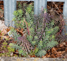 Purple Toadflax, Linaria purpurea.  Hayes station, 10 April 2016.