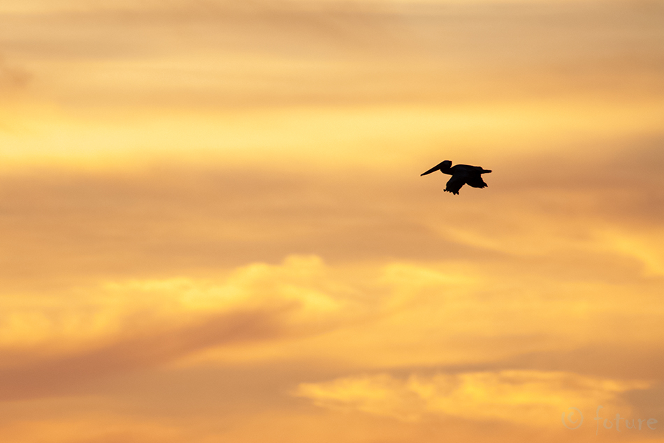 Pruunpelikan, Pelecanus occidentalis, Brown Pelican, pelikan