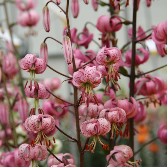 Лилия кудреватая (Lilium martagon)