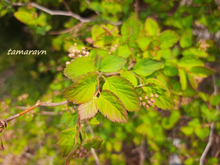 Спирея уссурийская / Таволга уссурийская (Spiraea ussuriensis)