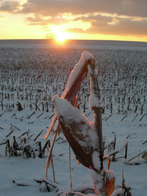 corn snow sunrise