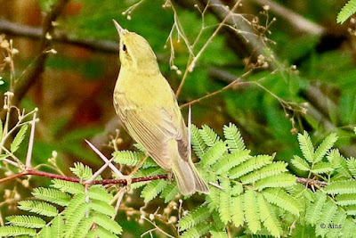 "Greenish Warbler - Phylloscopus trochiloides winter visitor in a babul bush."