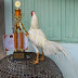 Foto Ayam Bangkok Aduan Juara