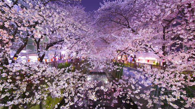 Daftar Tempat Untuk Melihat Indahnya Bunga Sakura Di Jepang