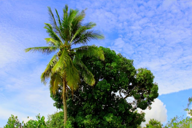 Mangoes and Coconuts