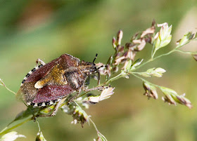 Sloe bug, Dolycoris baccarum, on the edge of the meadow at Darrick Wood. 22 May 2011.